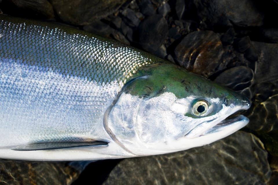 Sockeye er en av de mange typene stillehavslaks. Den kan bli omlag 7 kg og det drives et omfattende kommersielt fiske på arten. 