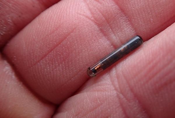 Merket som settes inn i bukhulen på fisken er lite, det blir ikke aktivert før den passerer antennene som etter hvert også vil komme på plass i Kongsfjordelva. Merket vil være aktivt i hele fiskens levetid. 