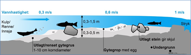 Illustrasjonene viser skjematisk lengdesnitt gjennom restaurert gyteplass for laks og stor ørret.