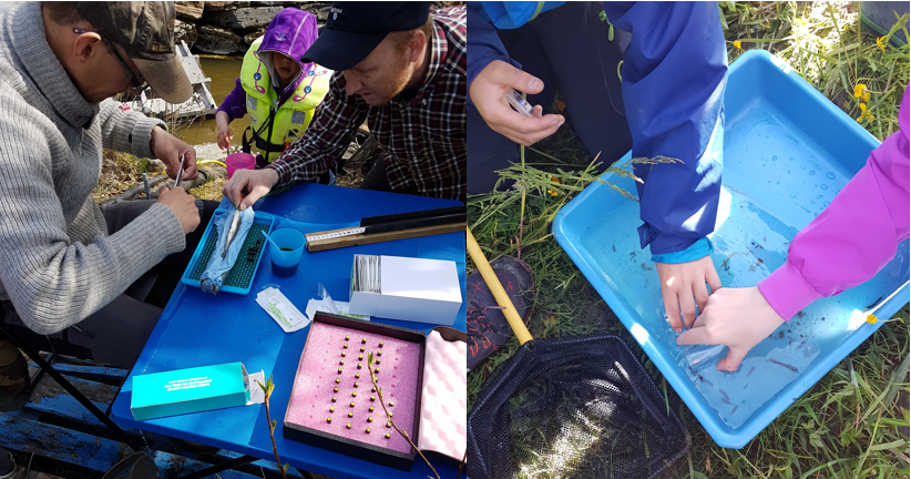 Undersøkelser av småfisk og bunndyr