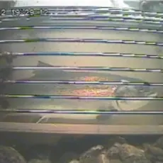 laksetrapp målselva