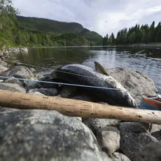 Namsen_ Hans Kristian Krogh-Hanssen_DSC8771.jpg