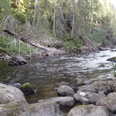 Homla_Slettom-ungfiskundersøkelse i Homla4.JPG