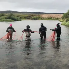 Fangst av pukkellaks