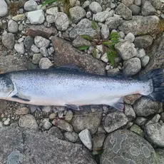 Åna-Sira_2021_Rømt oppdrettslaks_foto fra scanatura 040721