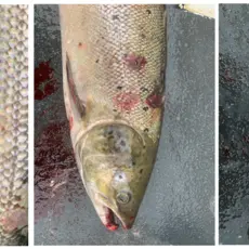 Numedalslågen_2021_Holmfoss_syk fisk