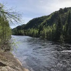 Følg med på syk og uønsket laks