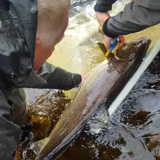 SVEL 2022 Klekkeriet.jpeg