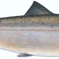 SVEL Hulaks stått en stund illustrasjon