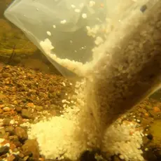 Teksdalselva_elvemusling_Foto_Bent Lindsetmo.jpg