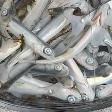 Pukkallaks smolt