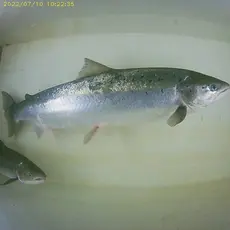 Laks ca 90 cm, 7 juli 2022