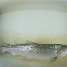 Laks 07.08.22, Laksforsen