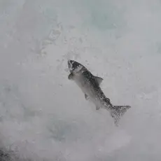 Hoppende laks i foss