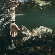 Laks gjenutsettes i Etne. 