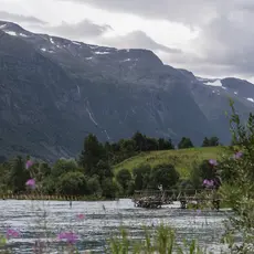 En fisker ved elva blant storslåtte fjell i bakgrunnen, og blomster i forgrunnen. 