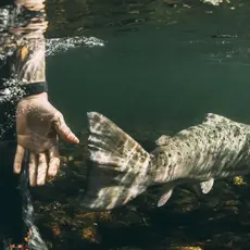 Villaksen og naturavtalen
