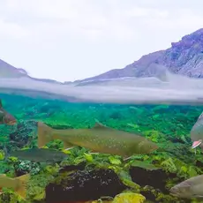 Storelva og Kongsfjordelva