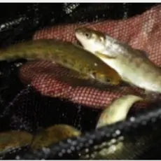 Smolt fra smoltanlegget. 