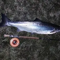 Årets første i Stordalselva