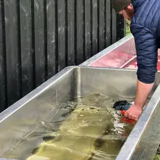 Desinfisering Verdalselva