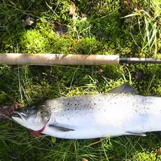 Gjenåpning for uttak av laks under 65 cm