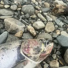 dødlaks6_verdalselva