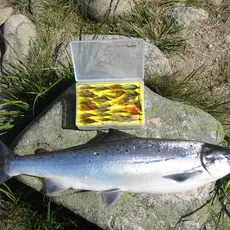 Mandalselva_liten laks på stein