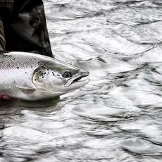 Sølvblank villaks fra Stjørdalselva. Foto Jon-Erlend Sundnes