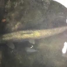 Observert fisk med sår/sopp