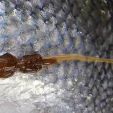 Lakselus på villaks.