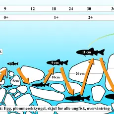 Illustrasjasjon fiskens behov
