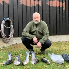 Rømt oppdrettslaks fra Årøyelva oktober 2019