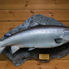 En flott villaks fra Altaelva. Alta henger høyt på Villaksauksjonen, men det er mange andre gode objekter i enhver prisklasse.