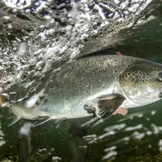 Gjenutsetting av laks i Bolstadelva