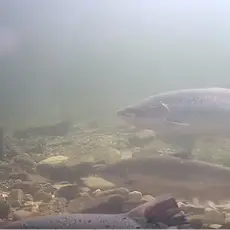 Laks i Eidselva, fanget på video.