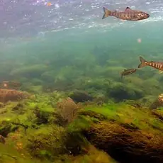 Smolt i Kongsfjordelva