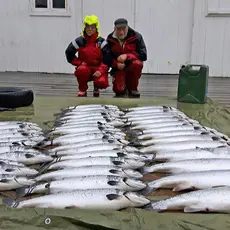Fangst sjølaksefiske Kongsfjorden