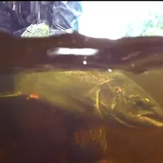 Storlaks slippes tilbake - klippet fra filmen. Foto: Trond Kjærstad