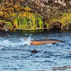 Hannlaks på vei opp Geatnja i Kongsfjordvassdraget