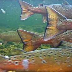 På gyteplassen Kongsfjordelva