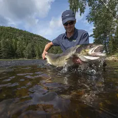 Storlaks fra Tovdalselva