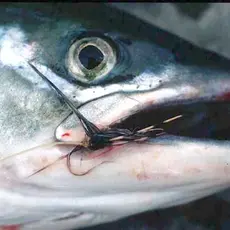 Fangststatistikk 2005 - 2012