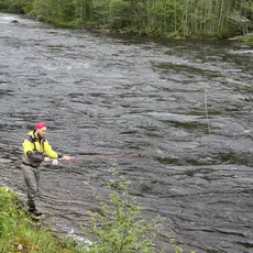 Fiske i Stjørdalselva