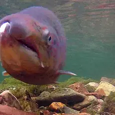 Kongsfjordelva - hannlaks, gytedrakt