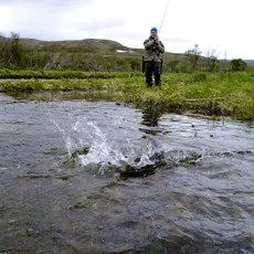 Kjøring av smålaks
