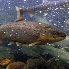 Laks og Sjøørret i Villakssenteret i Lærdal.