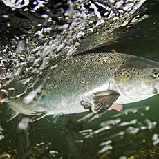 Gjenutsetting av laks