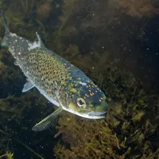 Luseskadet sjøørret