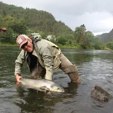 Gjenutsetting av laks